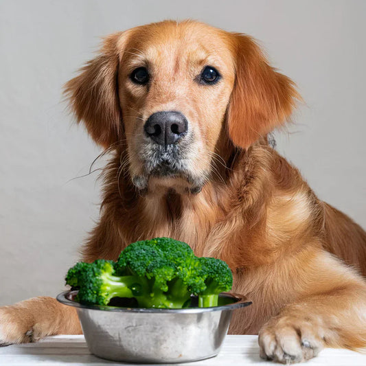 Ako podporiť imunitný systém vášho psa počas chladnejších mesiacov