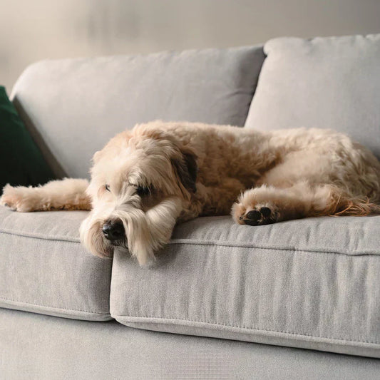 Koľko hodín môže váš pes zostať sám?