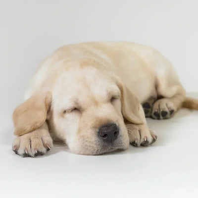 Ako pomôcť psovi počas cestovania a zmierniť stres?