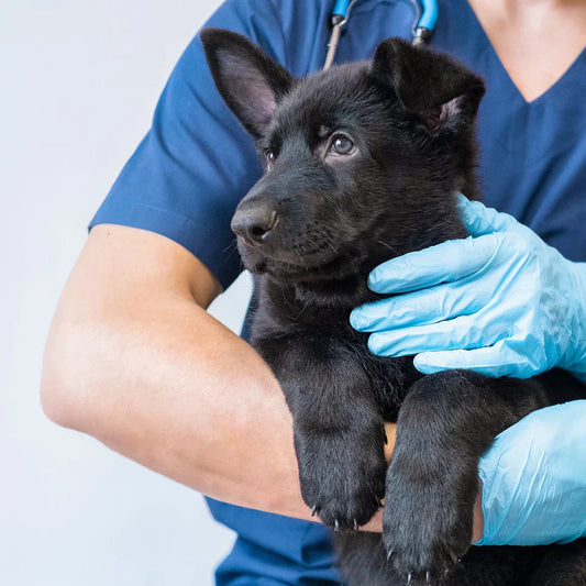 Čo predstavuje „prechladnutie“ u psov? Kompletný sprievodca pre zdravie