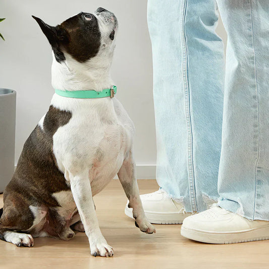 Ako udržiavať zdravie kĺbov vášho psa: Kľúčové tipy a doplnky