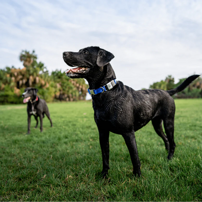 Význam kolagénu pre zdravie psov