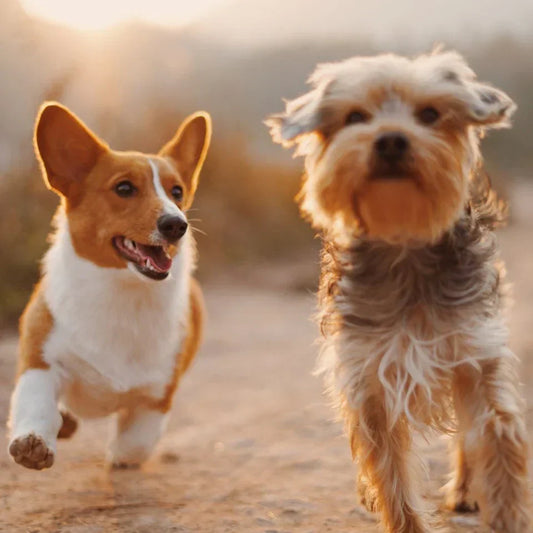 Nový štandard v starostlivosti o psov