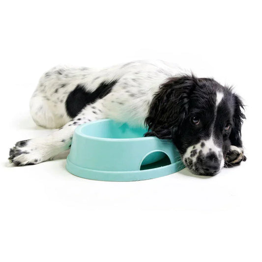 Prečo má môj pes plynatosť?