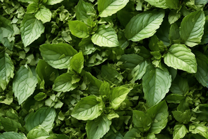 Medovka lekárska – 20 mg